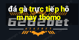 đá gà trực tiếp hôm nay thomo