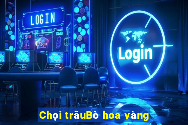 Chọi trâuBò hoa vàng