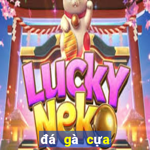 đá gà cựa sắt casino