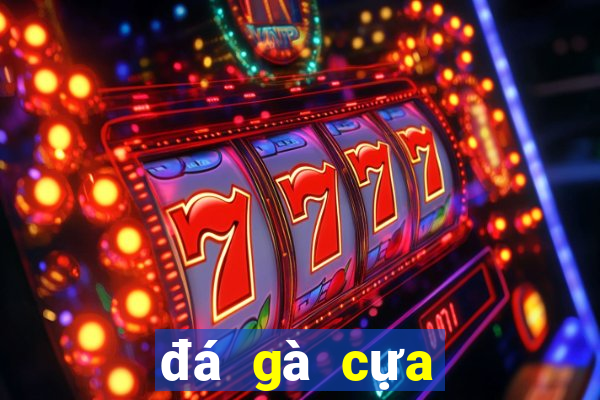 đá gà cựa sắt casino