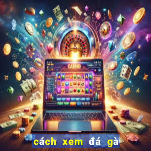 cách xem đá gà thomo trực tiếp