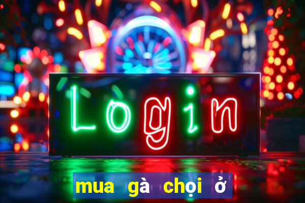 mua gà chọi ở hà nội