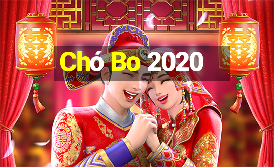 Chó Bo 2020