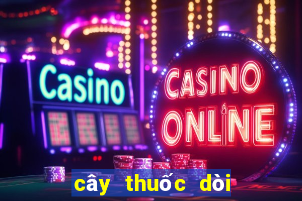 cây thuốc dòi trị hp