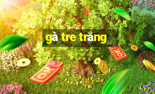 gà tre trắng