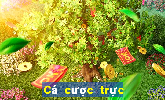 Cá cược trực tuyến pau88