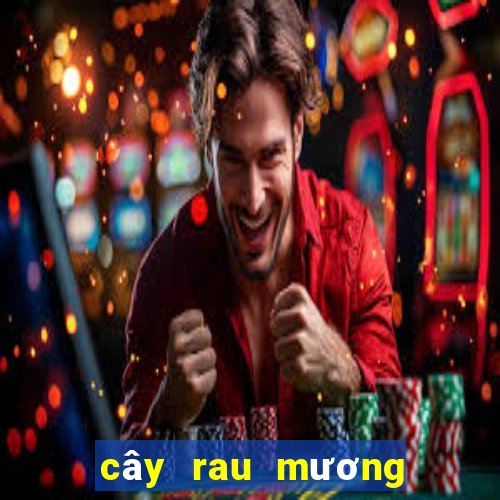 cây rau mương trị hp