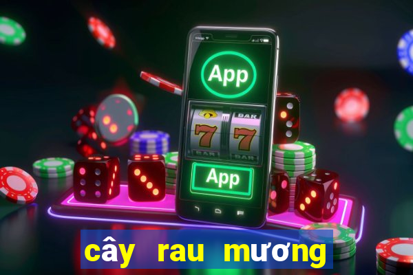 cây rau mương trị hp