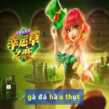 gà đá hầu thụt