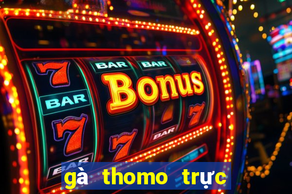 gà thomo trực tiếp hôm nay