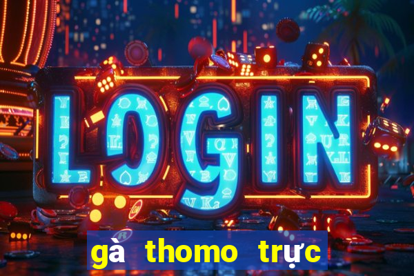 gà thomo trực tiếp hôm nay