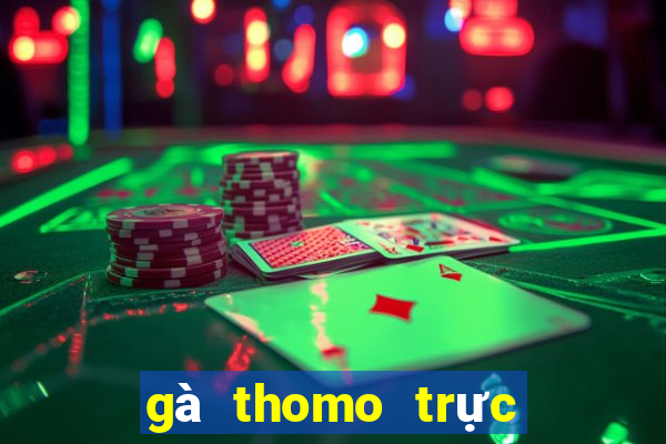 gà thomo trực tiếp hôm nay