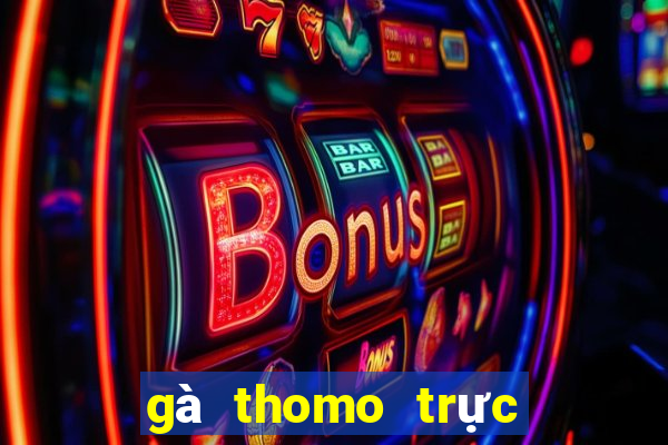 gà thomo trực tiếp hôm nay