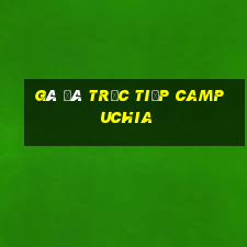 gà đá trực tiếp campuchia