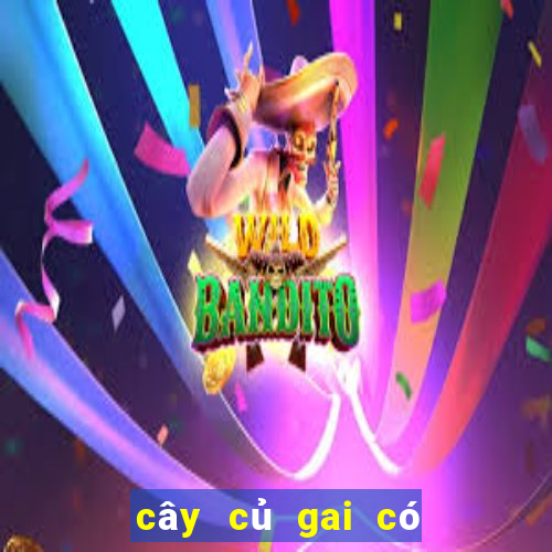 cây củ gai có tác dụng gì