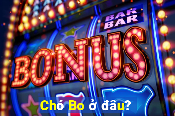 Chó Bo ở đâu?