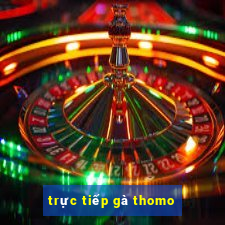 trực tiếp gà thomo