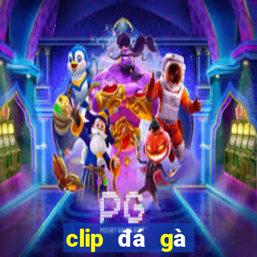 clip đá gà thomo hôm nay