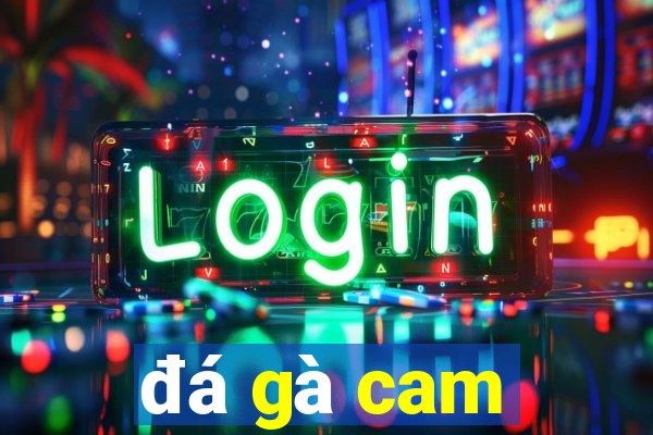 đá gà cam