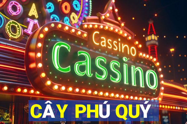 CÂY PHÚ QUÝ