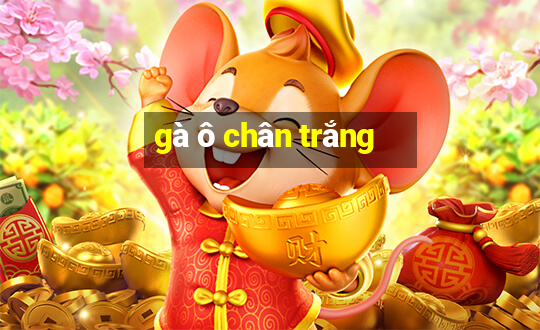 gà ô chân trắng