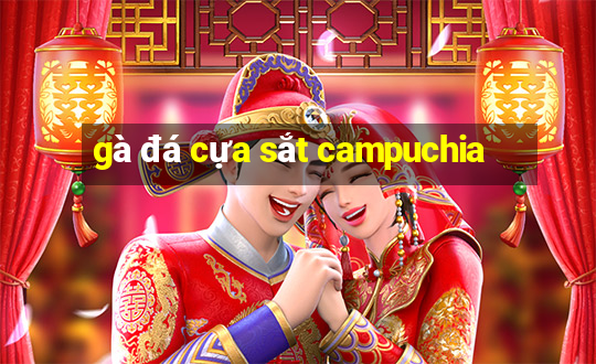 gà đá cựa sắt campuchia