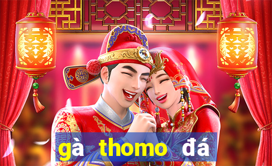 gà thomo đá trực tiếp