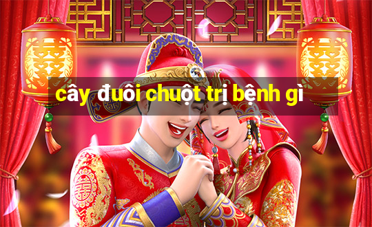 cây đuôi chuột trị bệnh gì