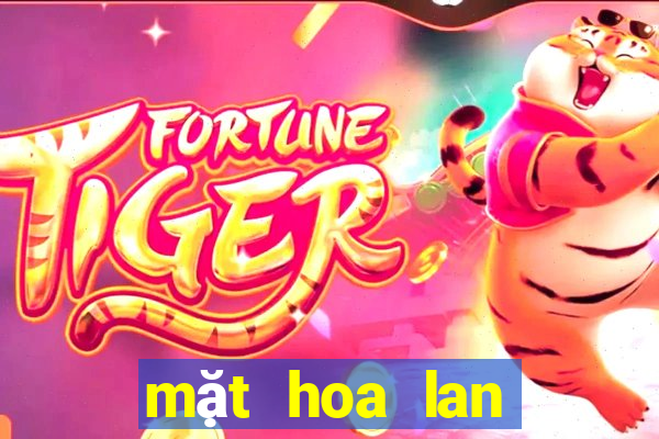 mặt hoa lan bệt ma bó