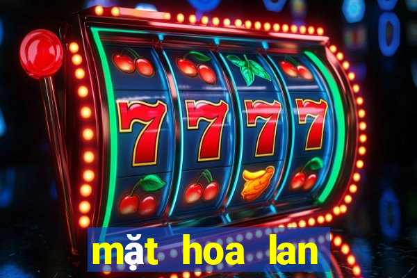 mặt hoa lan bệt ma bó