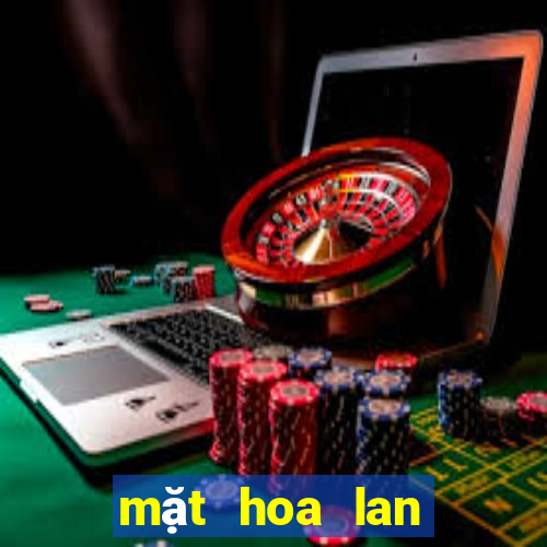 mặt hoa lan bệt ma bó