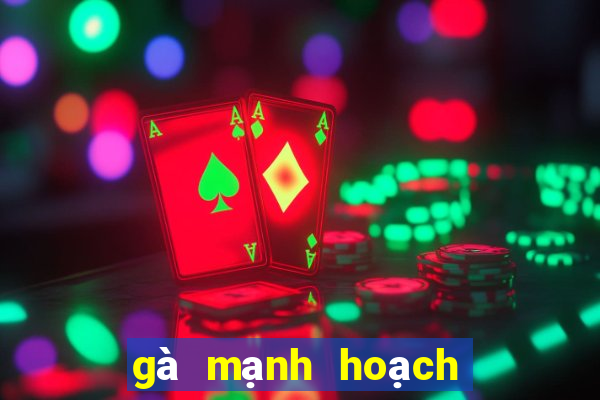 gà mạnh hoạch gần đây