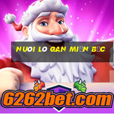 nuôi lô gan miền bắc