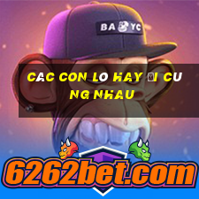 các con lô hay đi cùng nhau