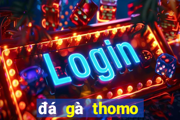 đá gà thomo đá cựa dao