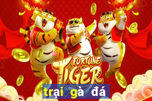 trại gà đá thành công