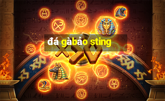 đá gà bảo sting