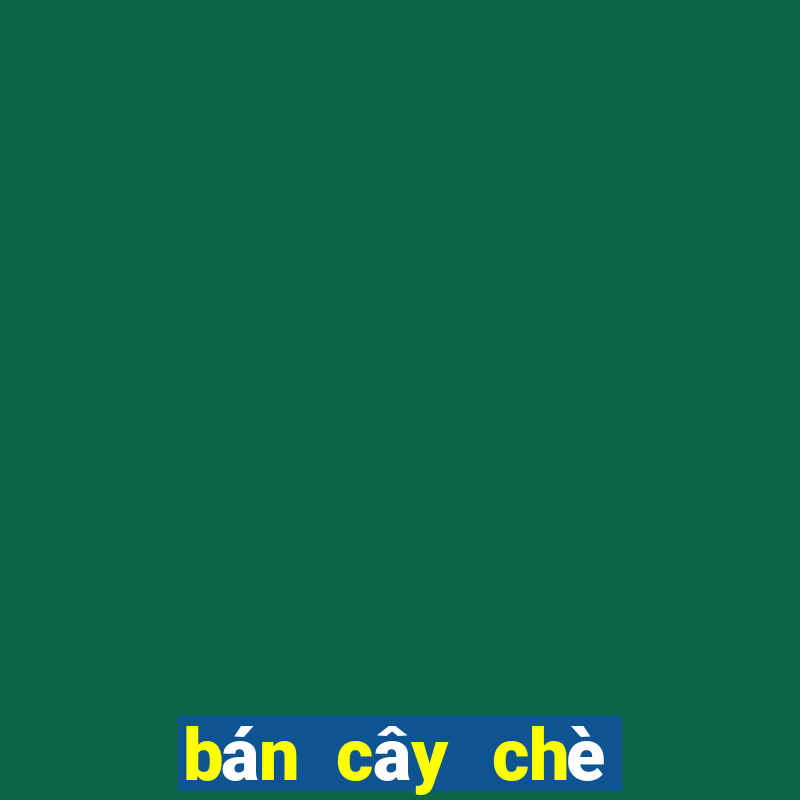 bán cây chè xanh hà nội