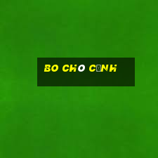 Bo chó cảnh