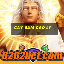 cay sam cao ly