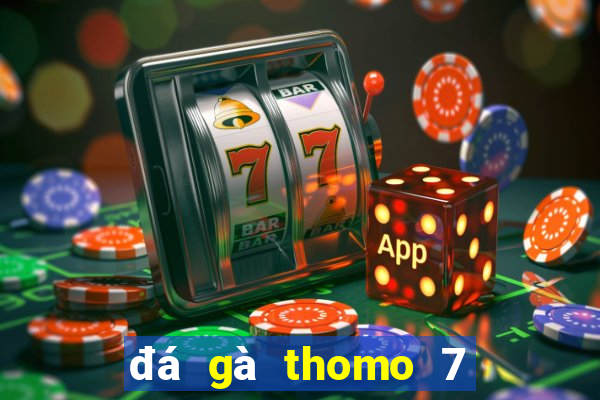 đá gà thomo 7 8 2024