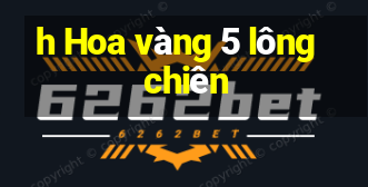 h Hoa vàng 5 lông chiên