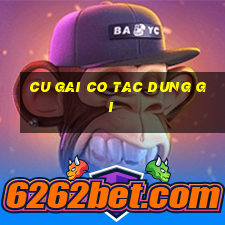 cu gai co tac dung gi