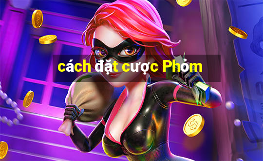 cách đặt cược Phỏm