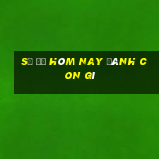 số đề hôm nay đánh con gì