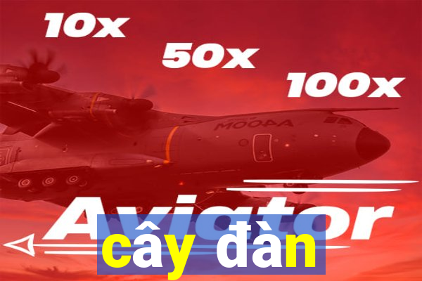 cây đàn