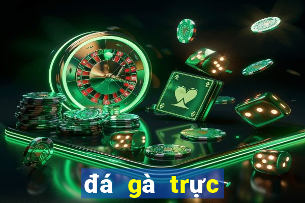 đá gà trực tiếp ở casino