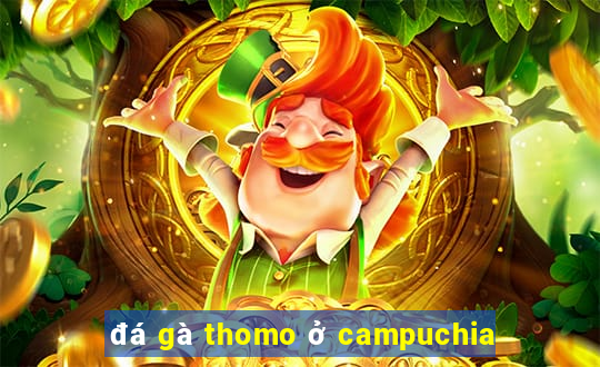 đá gà thomo ở campuchia