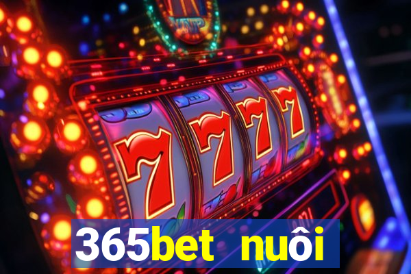 365bet nuôi dưỡng Châu Á