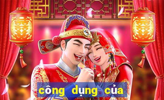 công dụng của cây đuôi chuột